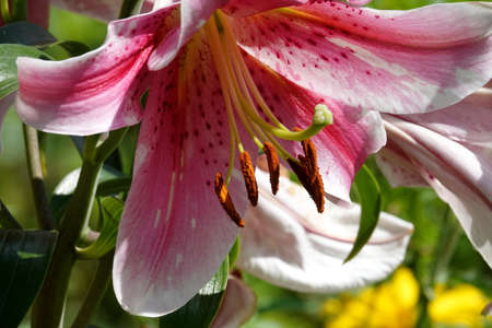 Blooming lilies in the garden close upの写真素材