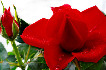 Beautiful red rose close up on a white backgroundの写真素材