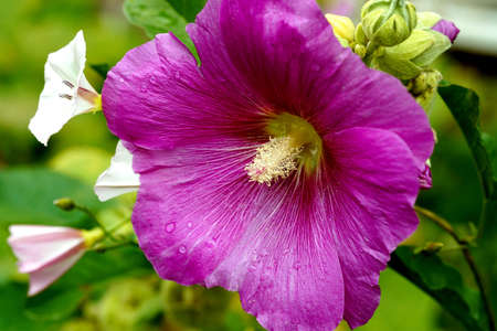 Hollyhock flower with water drops after rain.の写真素材