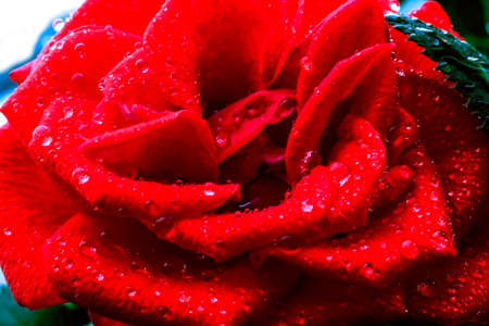 Beautiful red rose close up. Flower close-upの写真素材