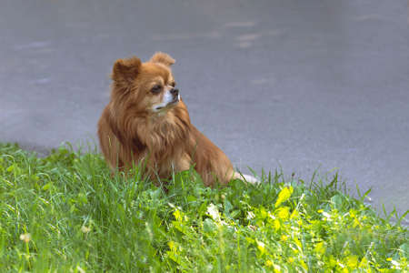 A dog in a city park for a walk.の写真素材