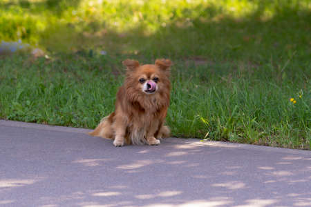 A dog in a city park for a walk.の写真素材