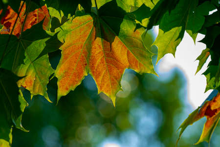 Sunlit texture of autumn multicolored maple leaves.の写真素材