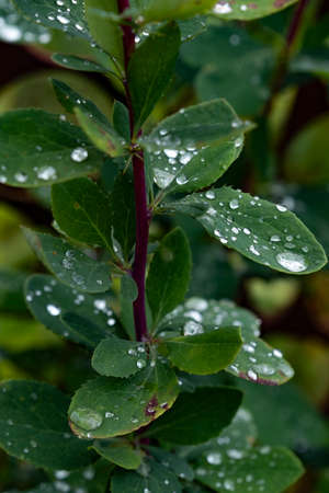 Dew drops on green leaves after rainの写真素材