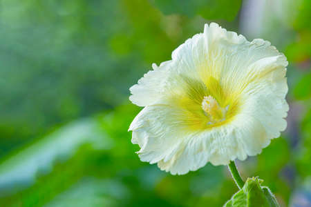 Yellow flower of the plant Alcea rugosa on a green background.の写真素材