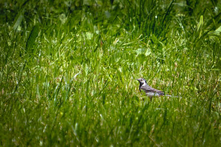 The wagtail is a small, cute and trusting bird.の写真素材