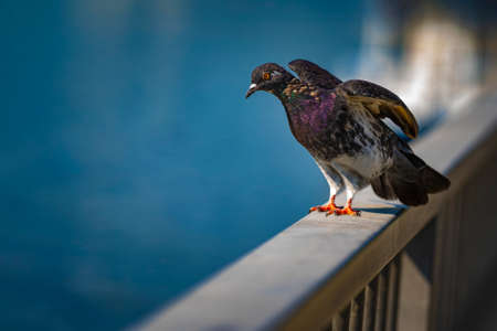 Wild dove on the background of the river with blue flowers.の写真素材