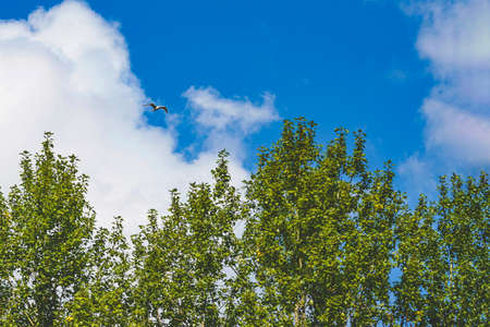 A seagull flies over the forest against a blue skyの写真素材