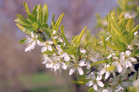 A branch of a blossoming apple tree on a white background. Close-up of flowers.の写真素材