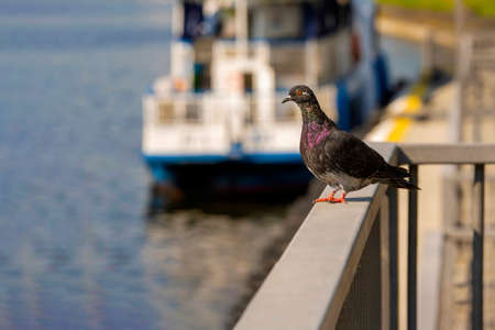 Wild pigeon against the background of a defocused motor shipの写真素材