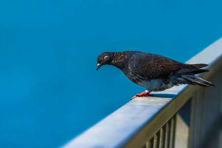 Wild dove on the background of the river with blue flowers.の写真素材