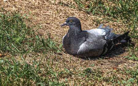 A gray wild pigeon rests on the green grass.の写真素材