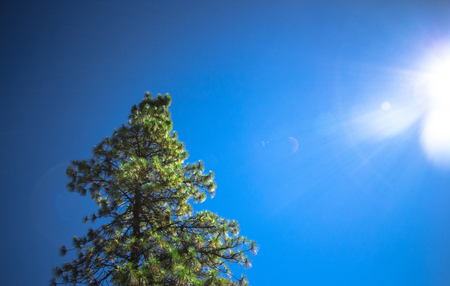 the light of pine.の写真素材