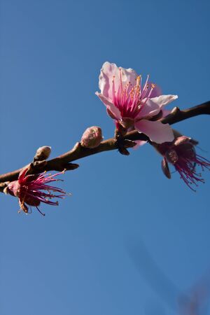 Peach Blossom の写真素材