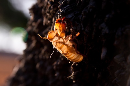 Cicada molt on the coconut tree at Raya Island の写真素材
