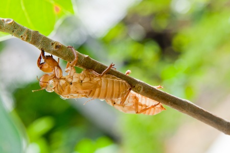 Cicada molt on the coconut tree at Raya Island の写真素材