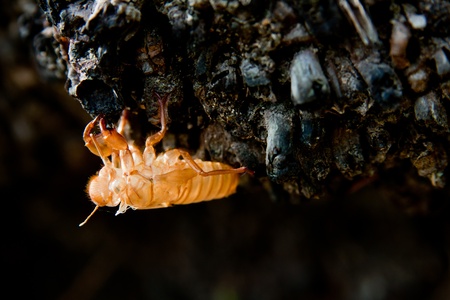 Cicada molt on the coconut tree at Raya Island の写真素材
