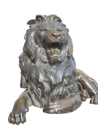 Isolated sitting lion on white backgroundの写真素材