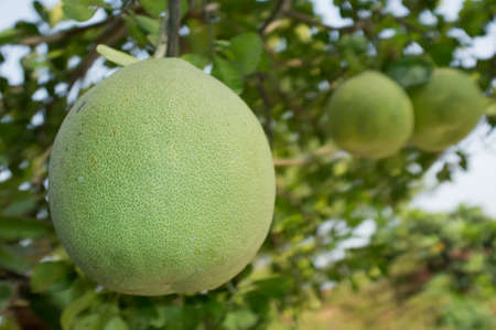 Pomeloの写真素材