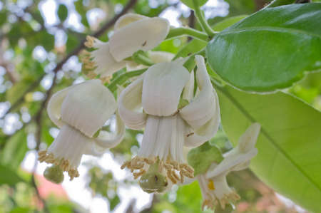 Pomelo flowersの写真素材