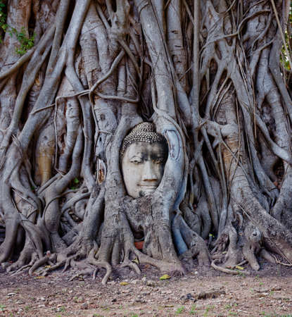 The most famous spot of Wat Mahathat, Phra Nakhon Si Ayutthaya Province, Thailandの写真素材