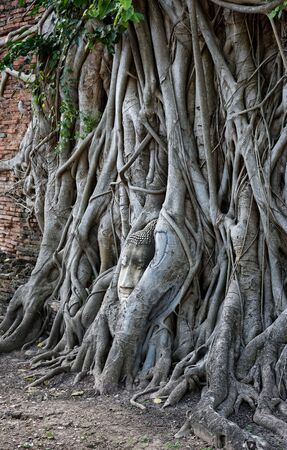 The most famous spot of Wat Mahathat, Phra Nakhon Si Ayutthaya Province, Thailand from the angle.の写真素材
