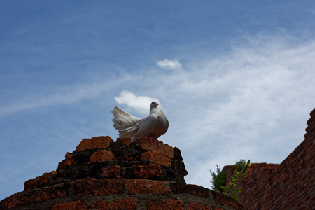 A beautiful white pigeon with gloriously posture on the top of ruined pillar 4.の写真素材