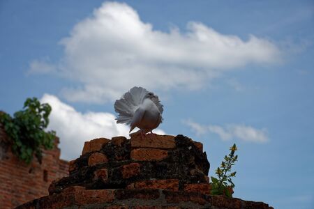 A beautiful white pigeon with gloriously posture on the top of ruined pillar 7.の写真素材