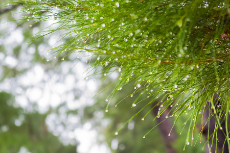 Dewdrops on pine leaves in the morning.の写真素材