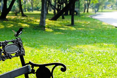 A beautiful black-backed forktail bird is singing on the bench in the public park.の写真素材