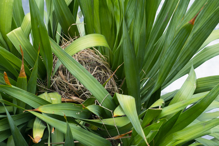 Top view of the bird nest on the tree.の写真素材