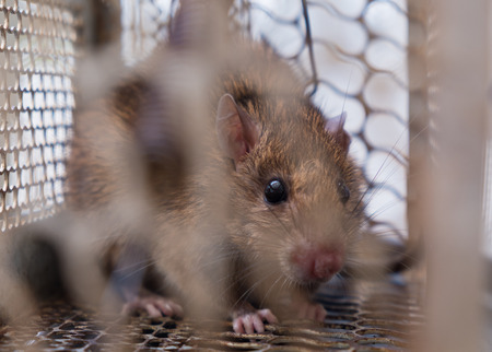 A big brown rat in trap cage.の写真素材