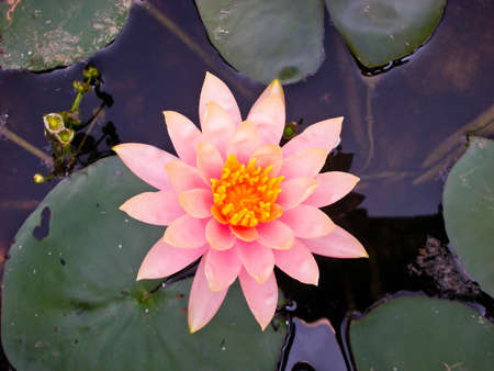 Pink lotus flowerの写真素材