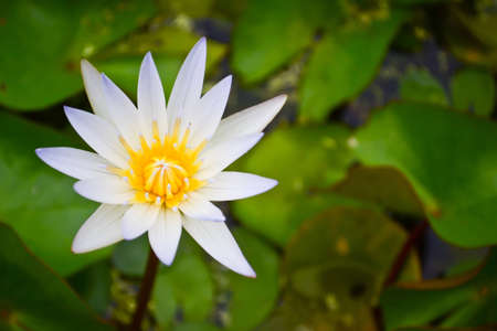 Lotus flowerの写真素材