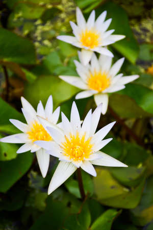 Lotus flowersの写真素材