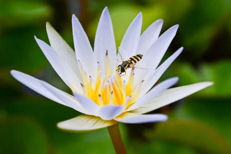 Insect in lotus flowerの写真素材