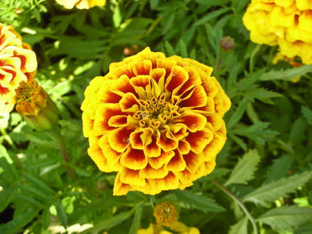 Marigold flower in the gardenの写真素材