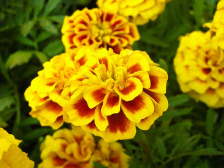 Marigold flowersの写真素材