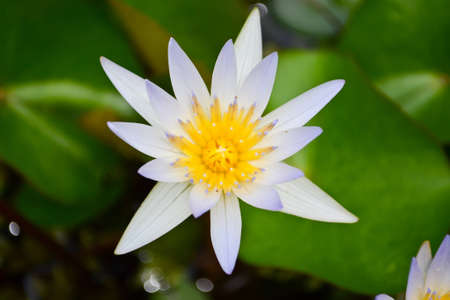Lotus flower close-upの写真素材
