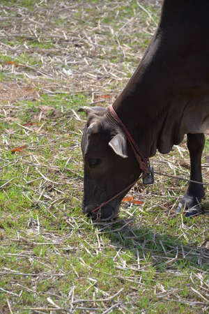  ox is eating grassの写真素材
