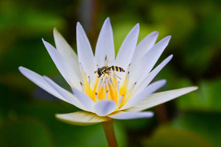 Bees in the center of a lotus の写真素材