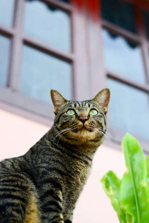 Thai cat sitting outdoorの写真素材
