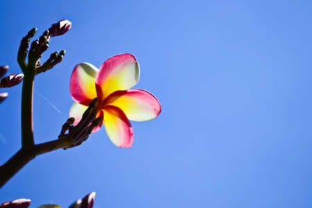 Beautiful frangipani and blue sky backgroundの写真素材