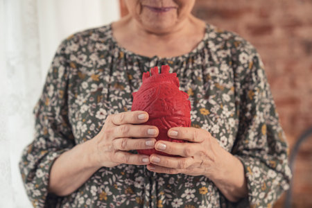 older person holding artificial heart reminding about health problems, illness, and cardiovascular diseases. High quality photoの写真素材
