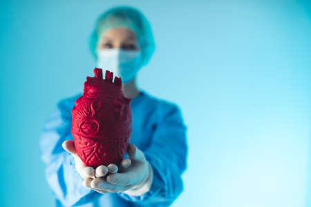Red artificial heart model held by hands in medical gloves belonging to a surgeon. High quality...