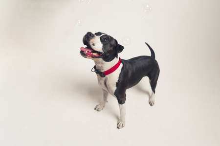 Studio shot of an adorable happy black-and-white American Staffordshire Terrier or Bulldog standing...