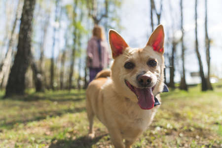 Happy beige dog with brown eyes and pointy ears standing on the ground in a forest sticking his...