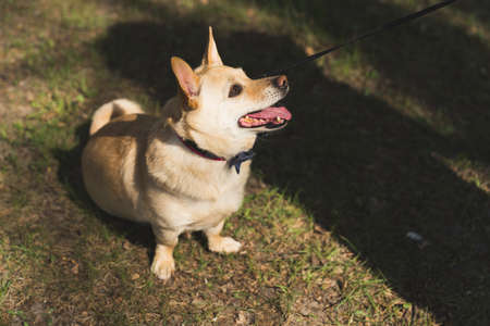 lovely dog looking at its owner excitedly full shot outside humans-animals friendship. High quality...