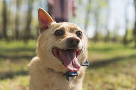 Close-up shot of beautiful smiling dog with a leash in the park. High quality photoの写真素材