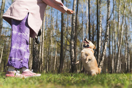 Obedient cute funny dog standing on two back legs asking for a treat. Unrecognizable woman holding a dog snack, training her dog. High quality photoの写真素材